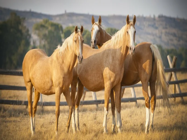 Tatar horse