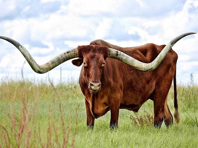 Texas Longhorn