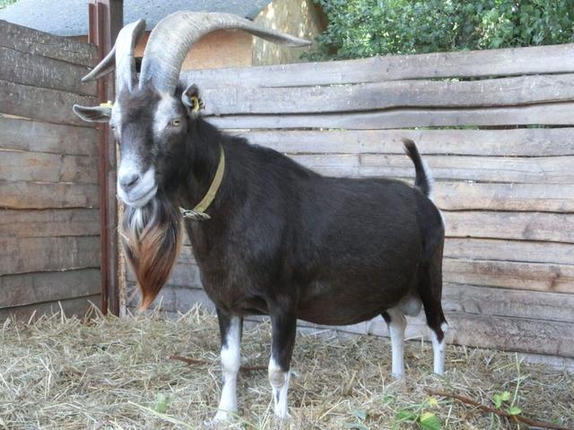 Thuringen goat
