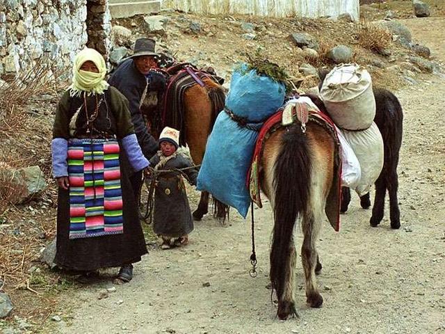 Tibetan pony