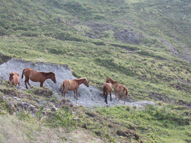 Timor pony