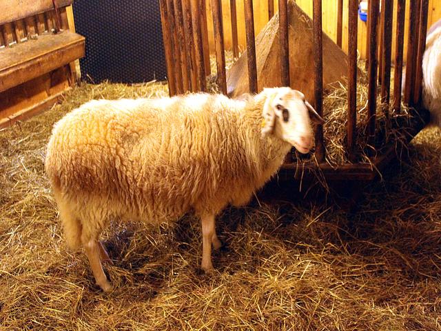 Tiroler Steinschaf sheep