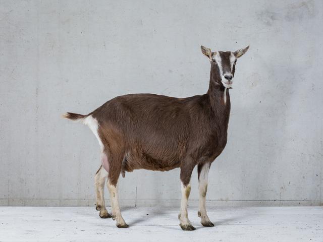 Toggenburg goat