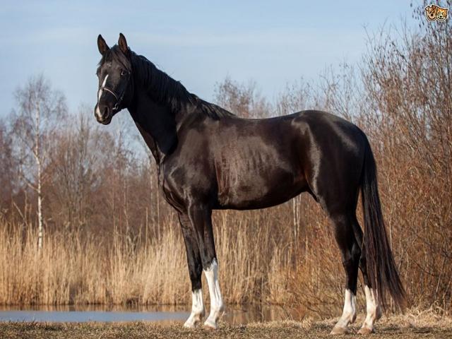 Trakehner