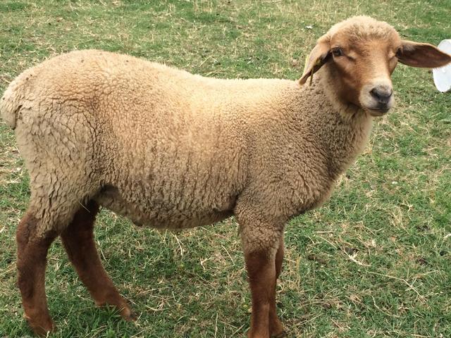 Tunis sheep