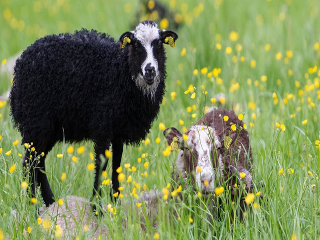 Värmland sheep