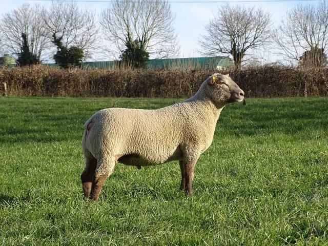 Vendee sheep