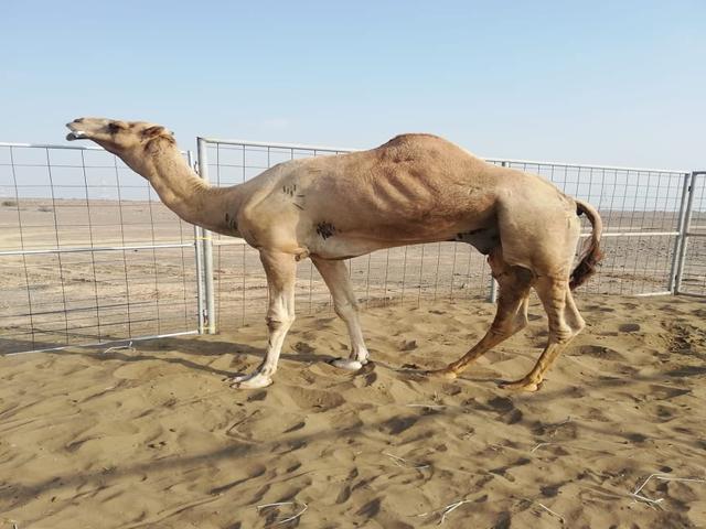 Waddah camel