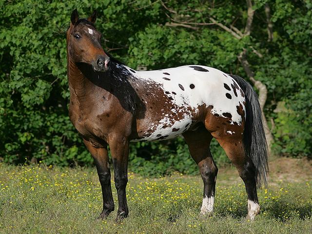 Walkaloosa