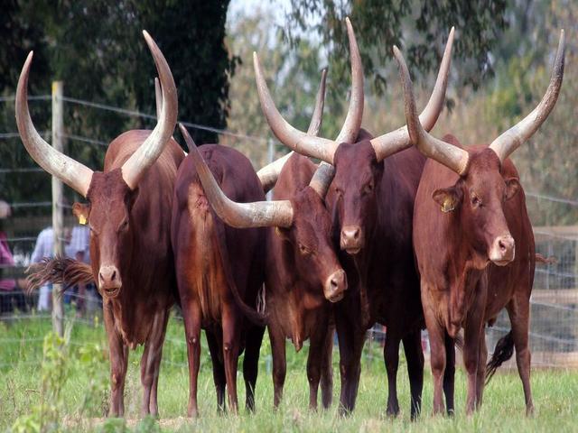 Watusi