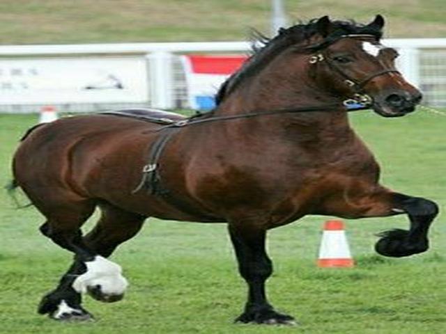 Welsh Cob