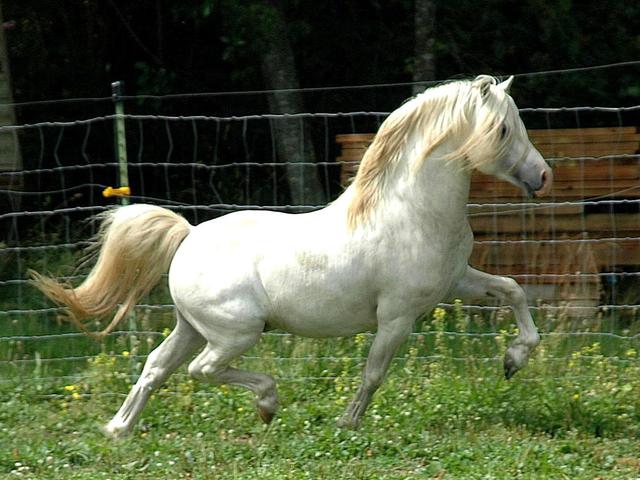 Welsh Mountain Pony