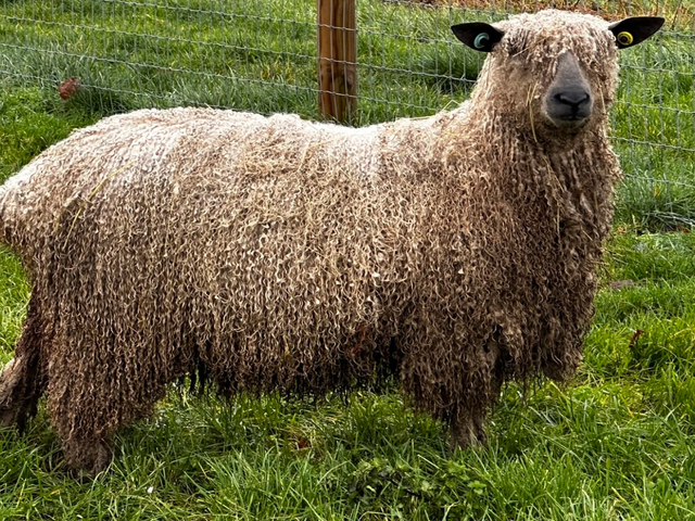 Wensleydale sheep