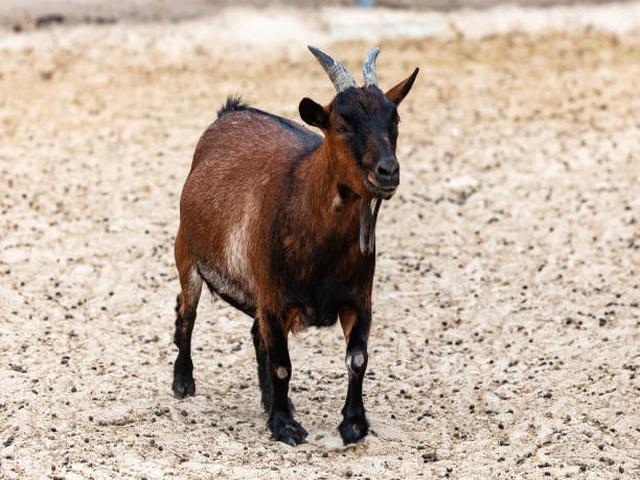 West African dwarf goats