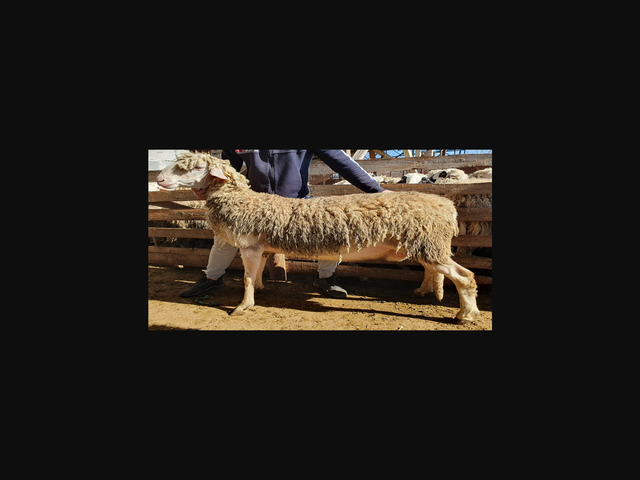 White Maritza sheep