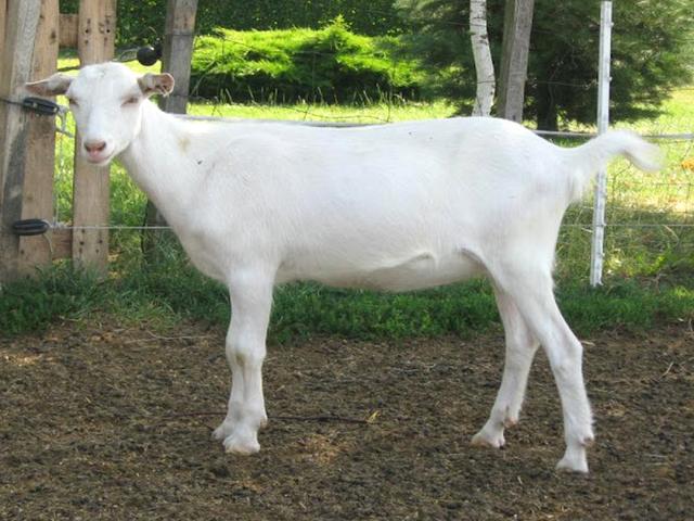 White Shorthaired Czech goats