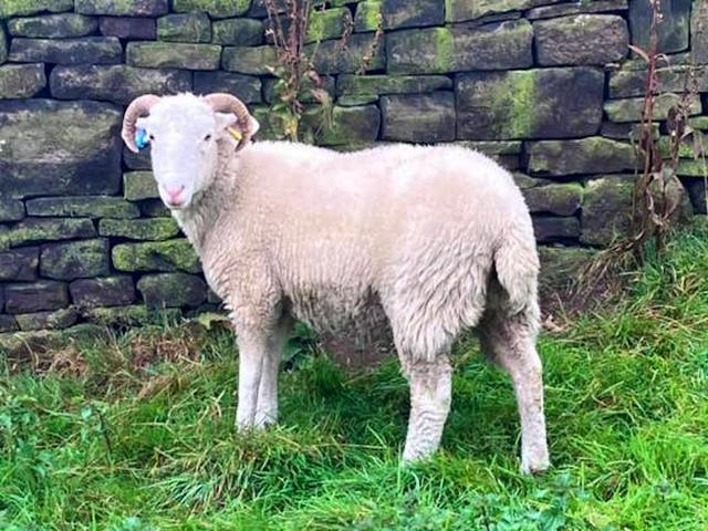 Whiteface Woodland sheep