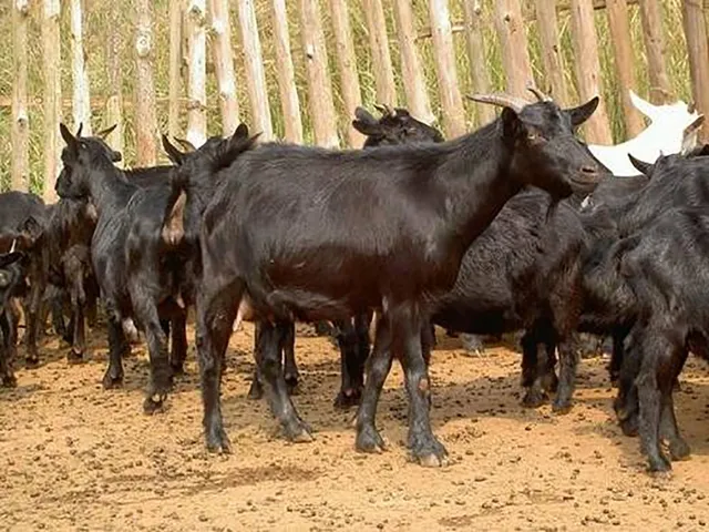 Xiangdong Black goat