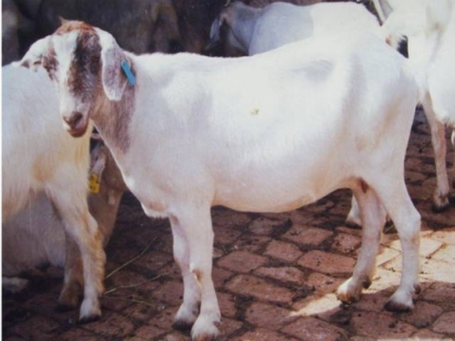 Xuhuai goats