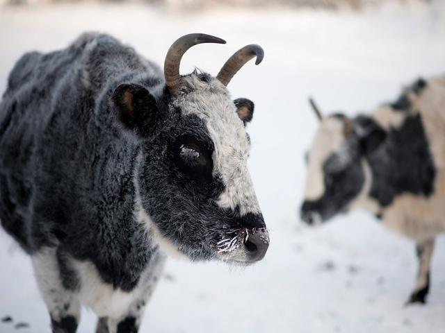 Yakutian cattle