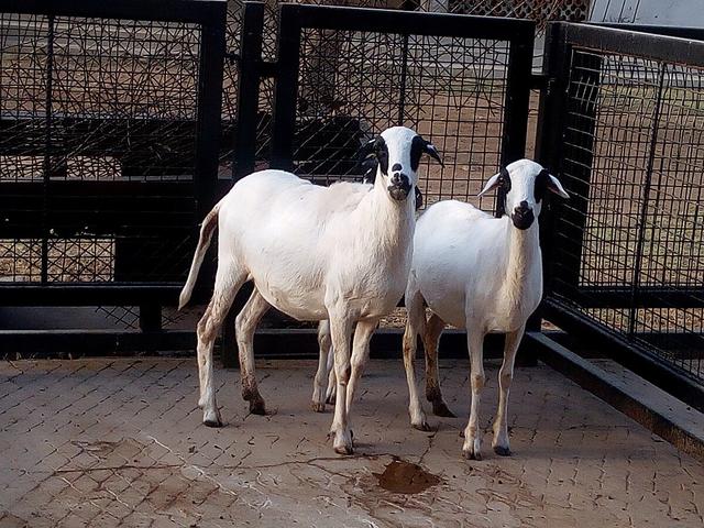 Yankasa sheep