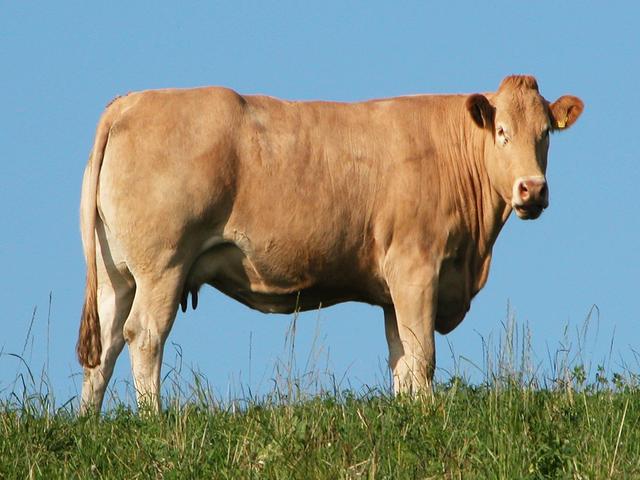 Krowa yorkshirejska