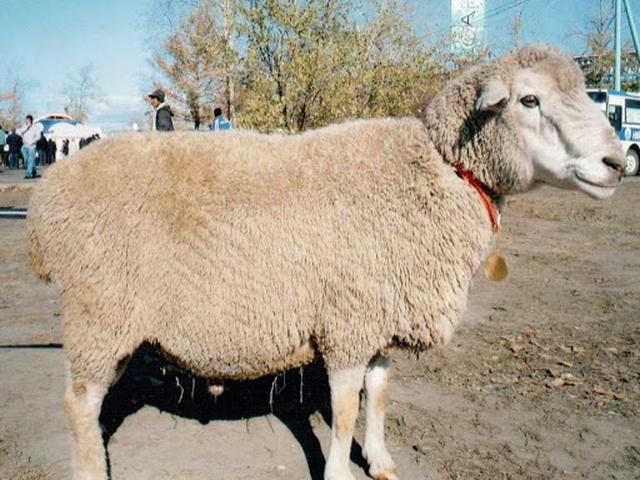 Yoroo sheep