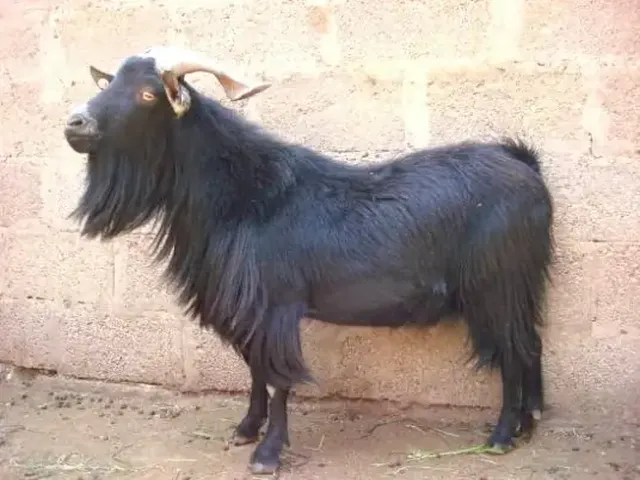 Yunling black goat