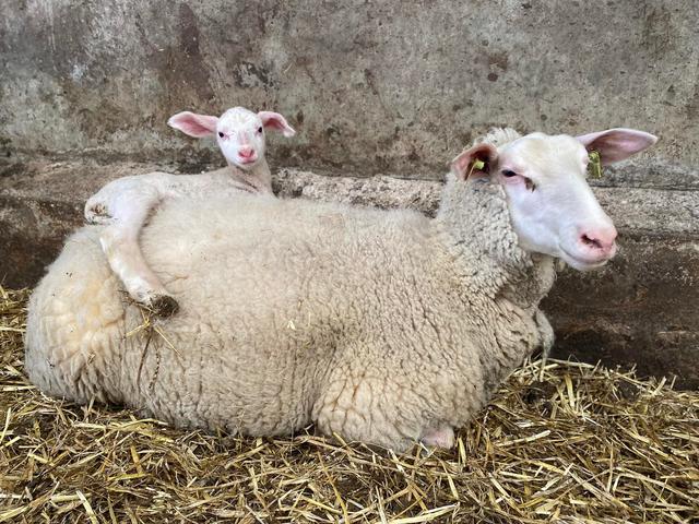 Zeeland Dairy sheep