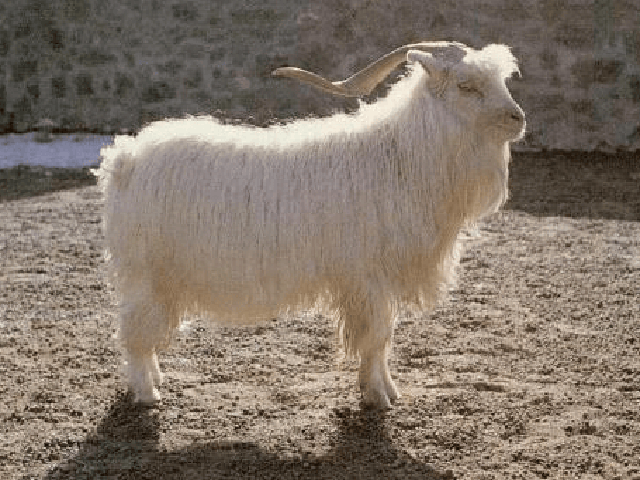 Zhongwei goat