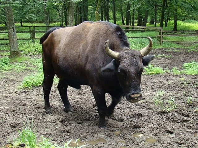 Żubroni