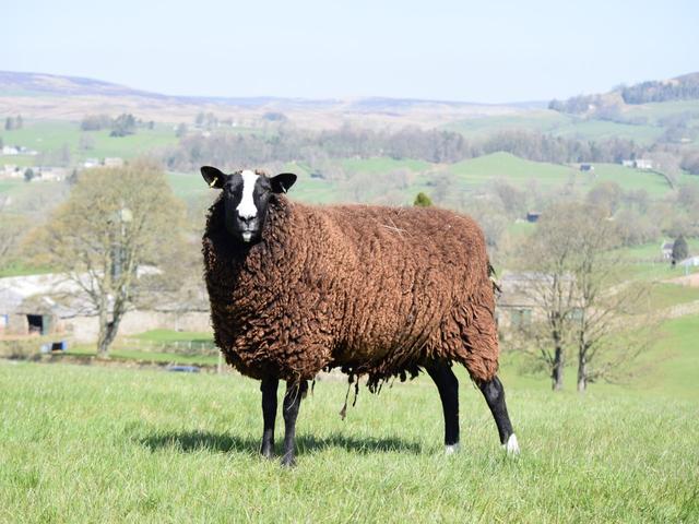 Zwartbles sheep