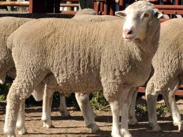 Afrino sheep