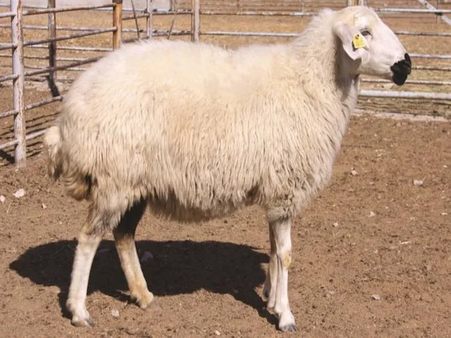 White Karaman sheep