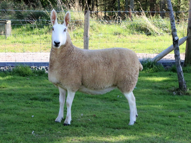 Border Leicester sheep