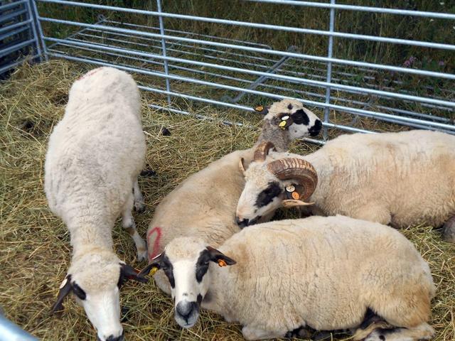 Brezniska sheep