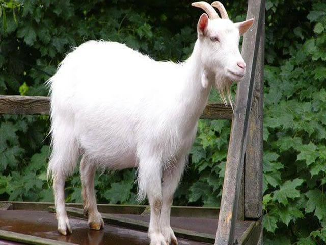 White Banat goat