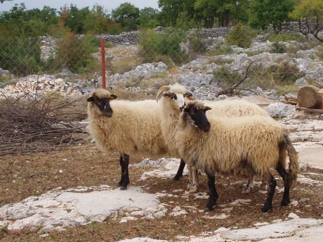 Dalmatian Pramenka sheep