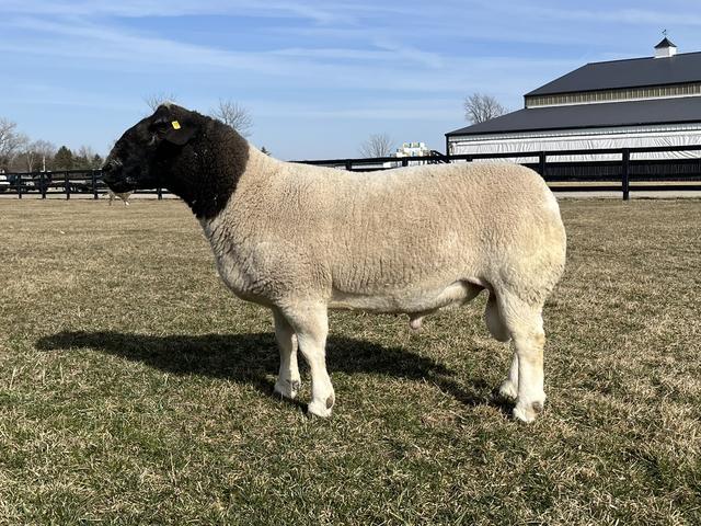 Dorper sheep