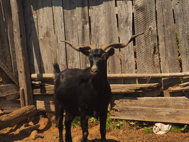 Dragobia goat