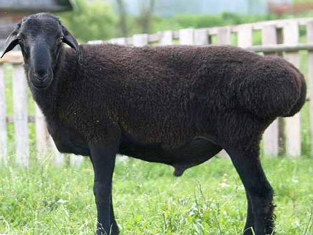 Edilbay sheep