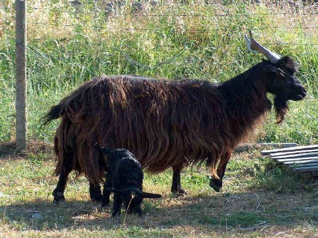 Garganica goat