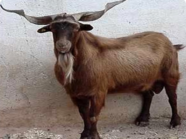 Greek native goats