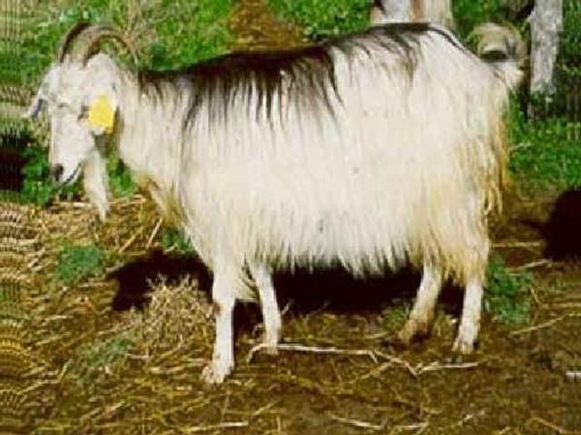 Grigia Molisana goat