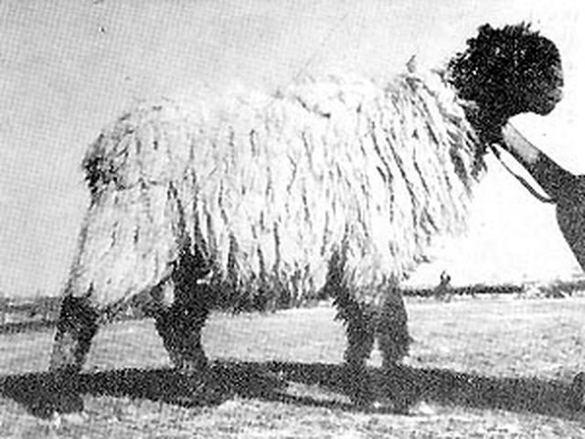 Kacchi sheep