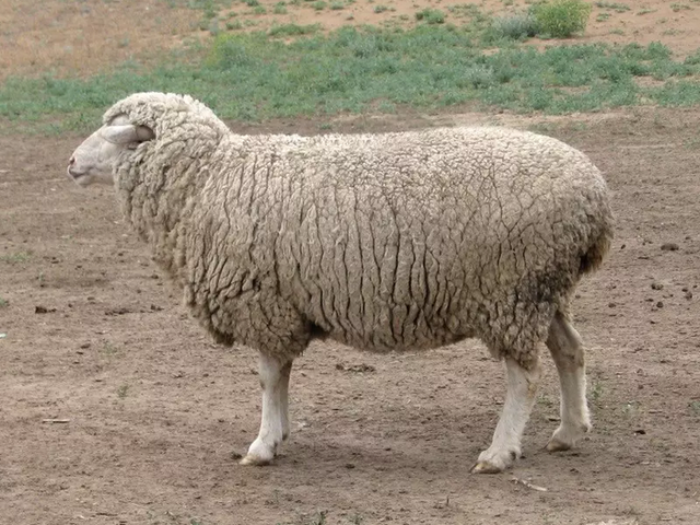 Kulunda sheep