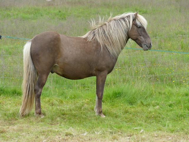 lcelandic horse