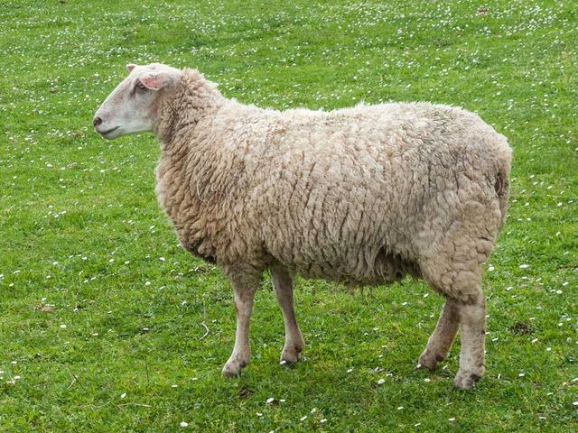 Merinoland sheep
