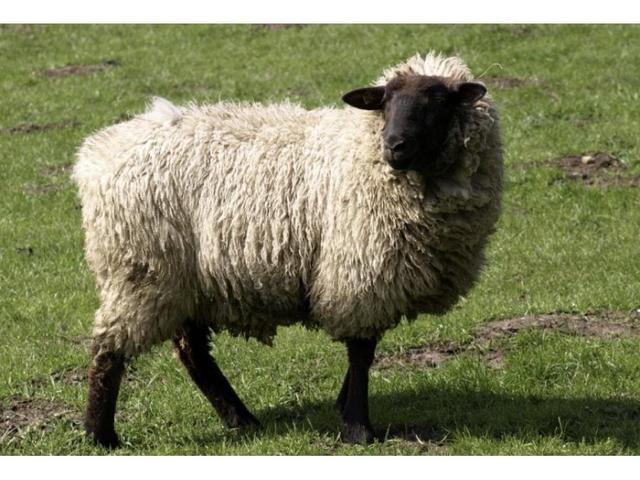 Gorkov sheep
