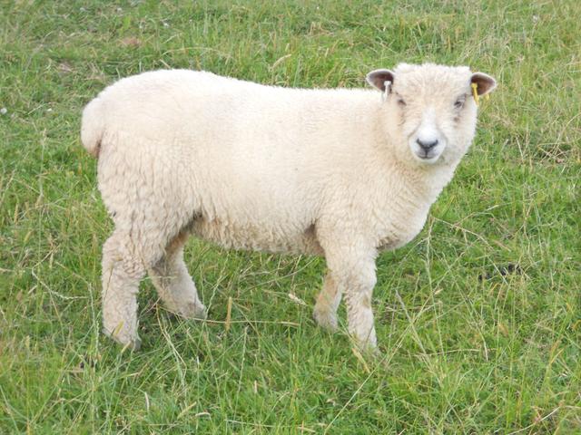 Ryeland sheep